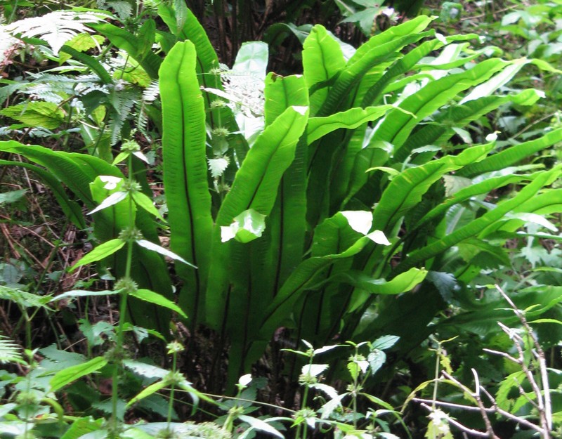 Asplenium scolopendrium