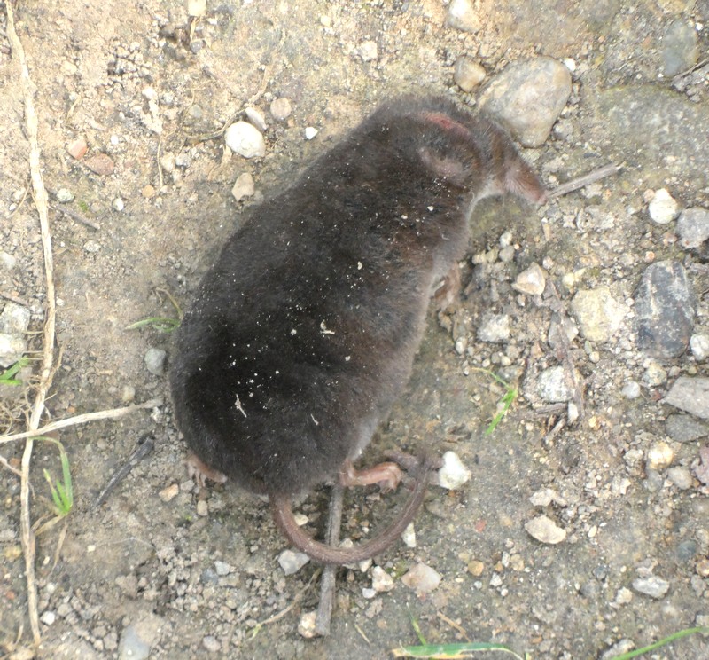 Sorex antinorii - Oasi del Caloggio (MI)