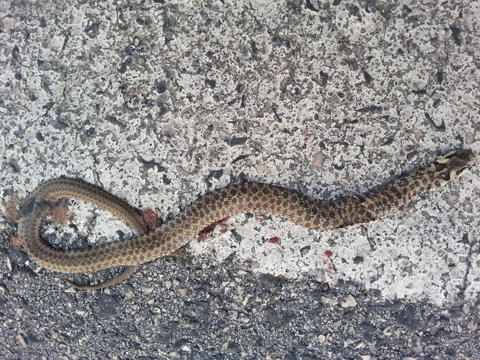 Identificazione piccolo serpente