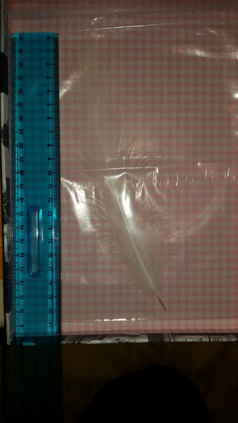 Penna di Garzetta o Airone bianco maggiore?