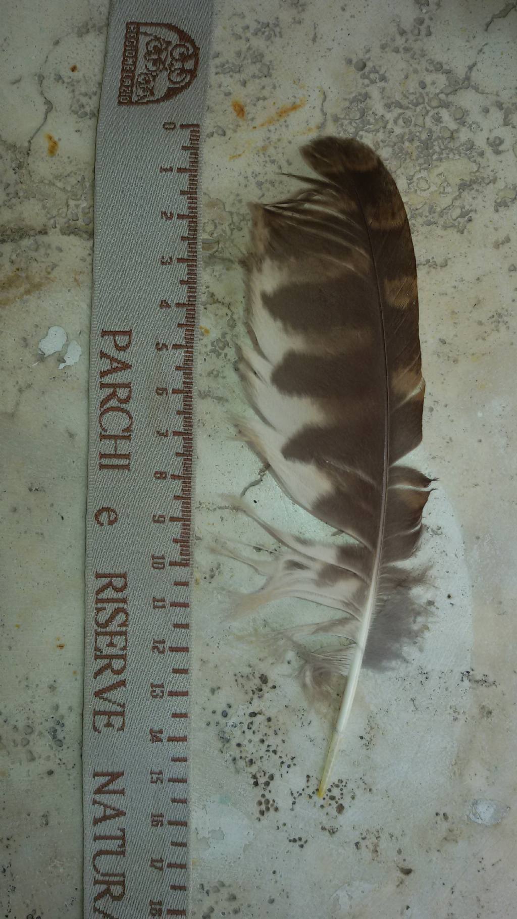 Riconoscimento penne: rapace notturno?