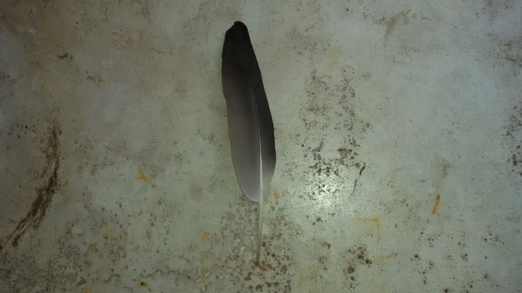 Penne di Colombaccio?