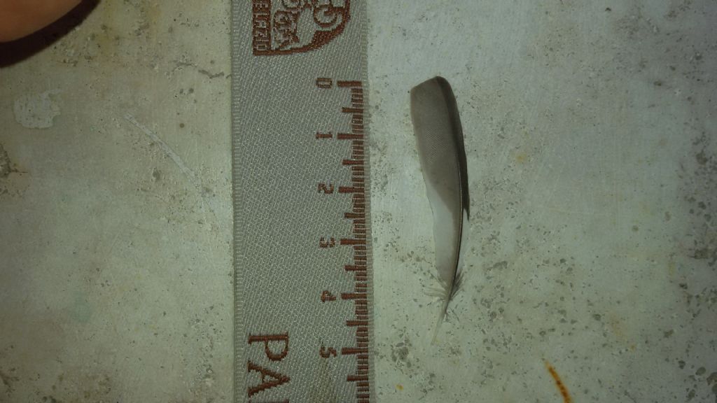 Penne da identificare