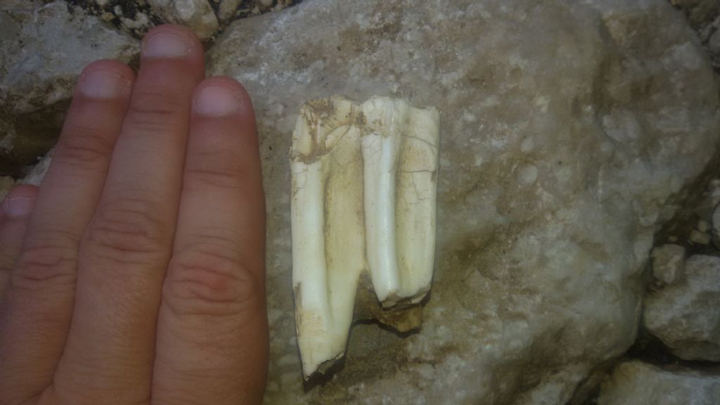 Probabile fossile