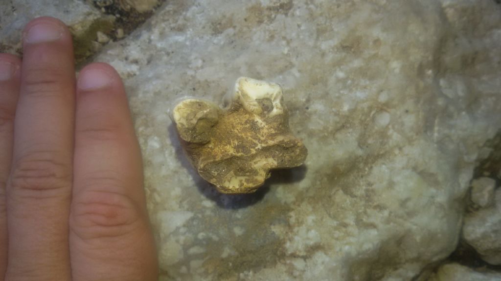 Probabile fossile