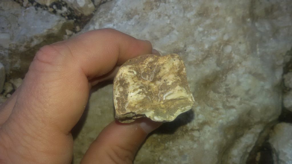 Probabile fossile
