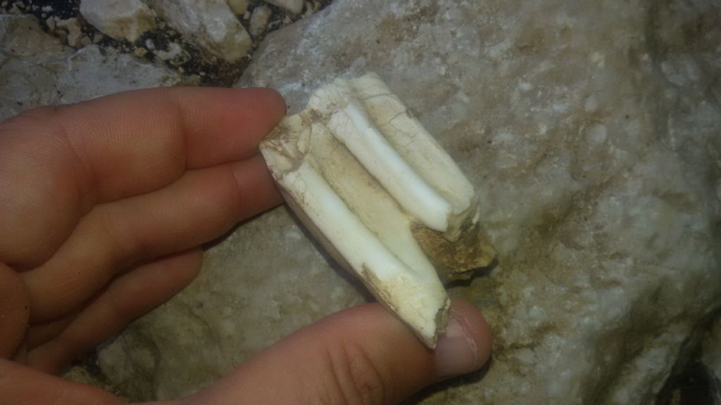 Probabile fossile
