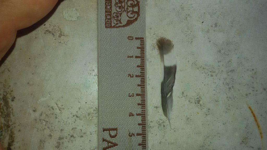 Penne da identificare