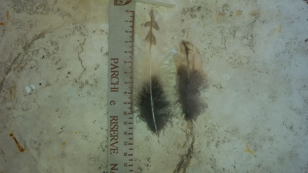 Penne di rapace notturno?