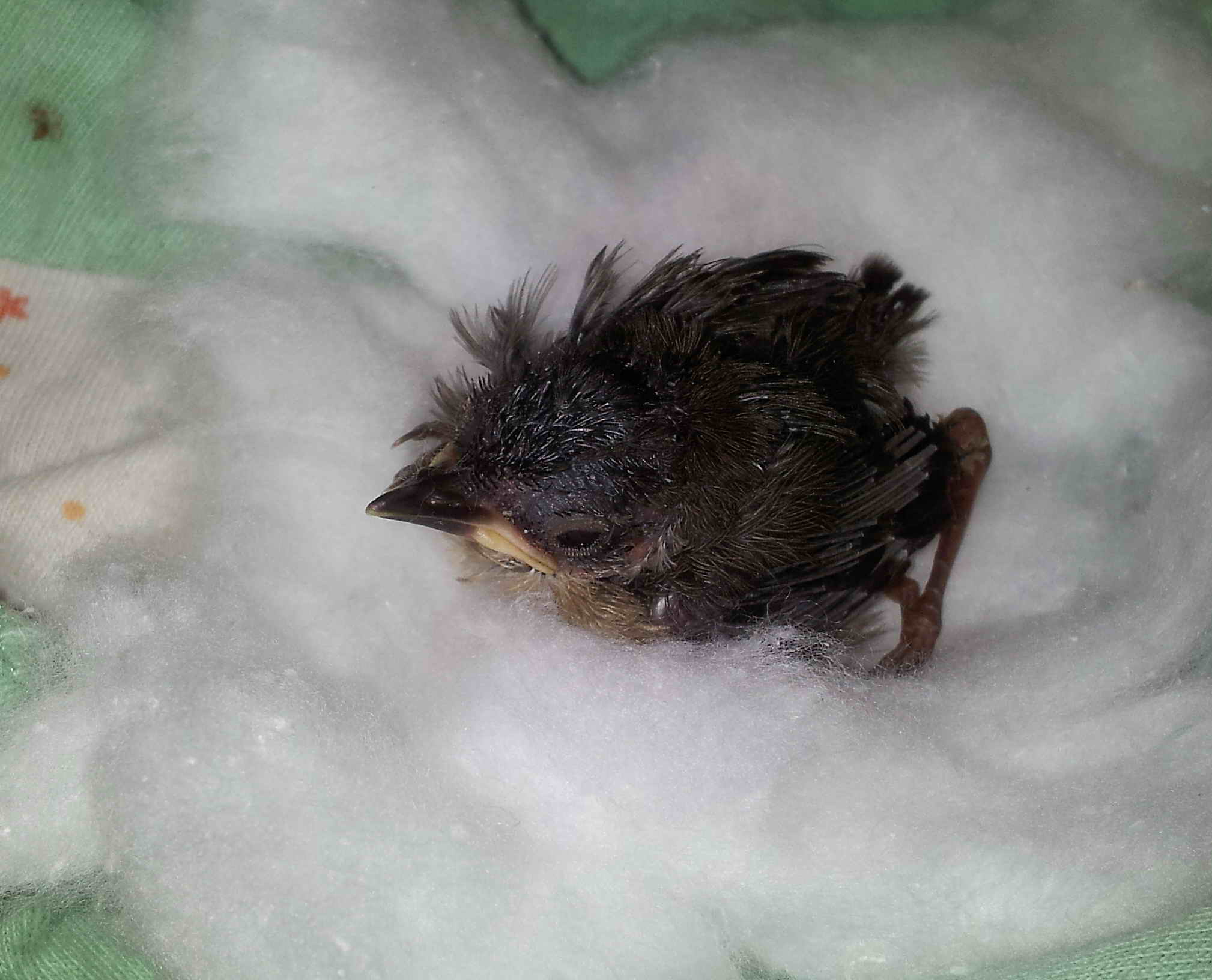 Riconoscimento pullo