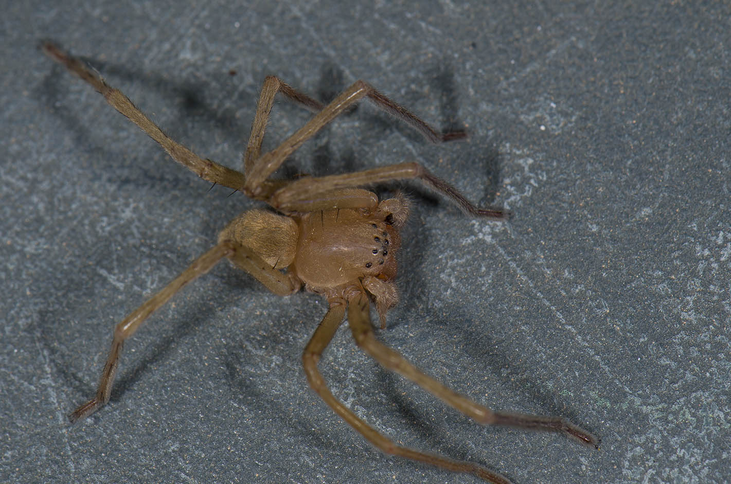Cebrennus sp.  - hinterland di Cagliari