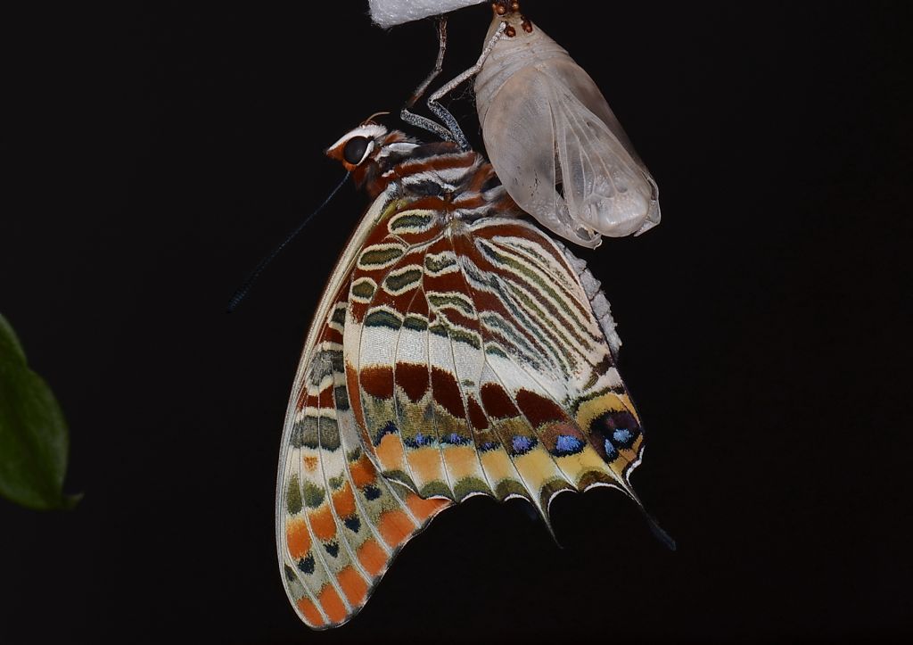 2 curiosit� su deposizione Charaxes jasius