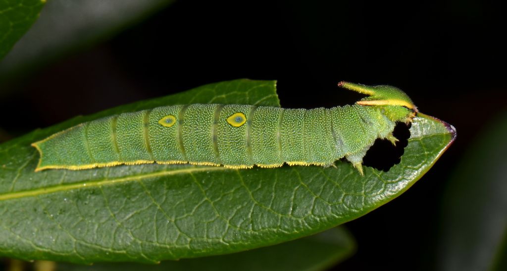 2 curiosit� su deposizione Charaxes jasius