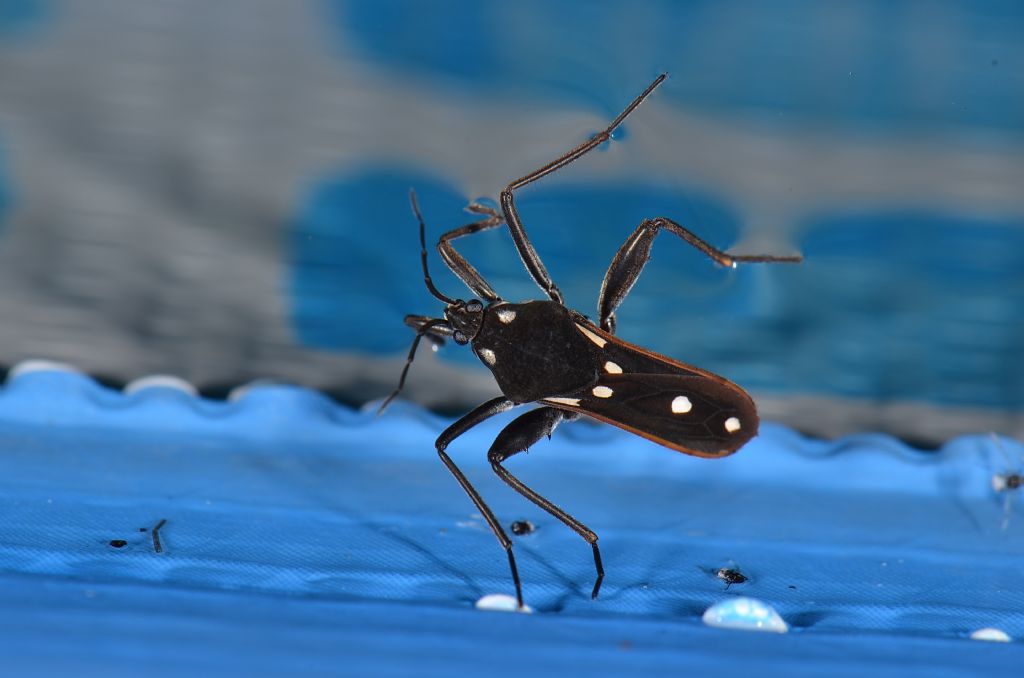 Riconoscimento Heteroptera