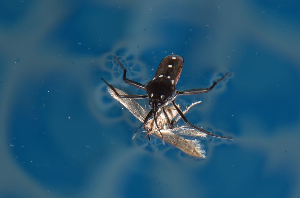 Riconoscimento Heteroptera