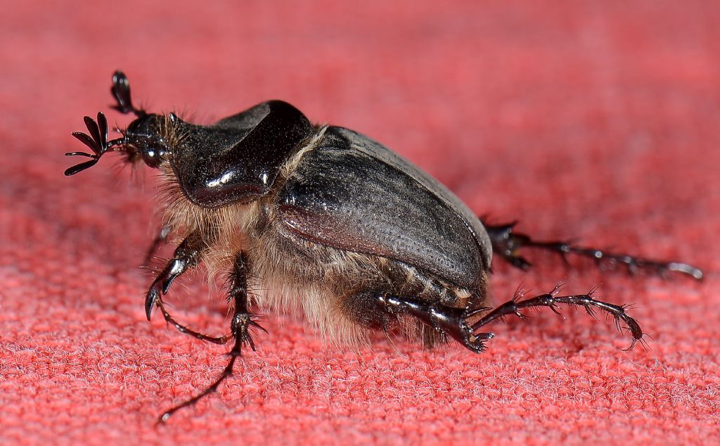 Melolontha sardiniensis? no, maschio Pachypus sardiniensis