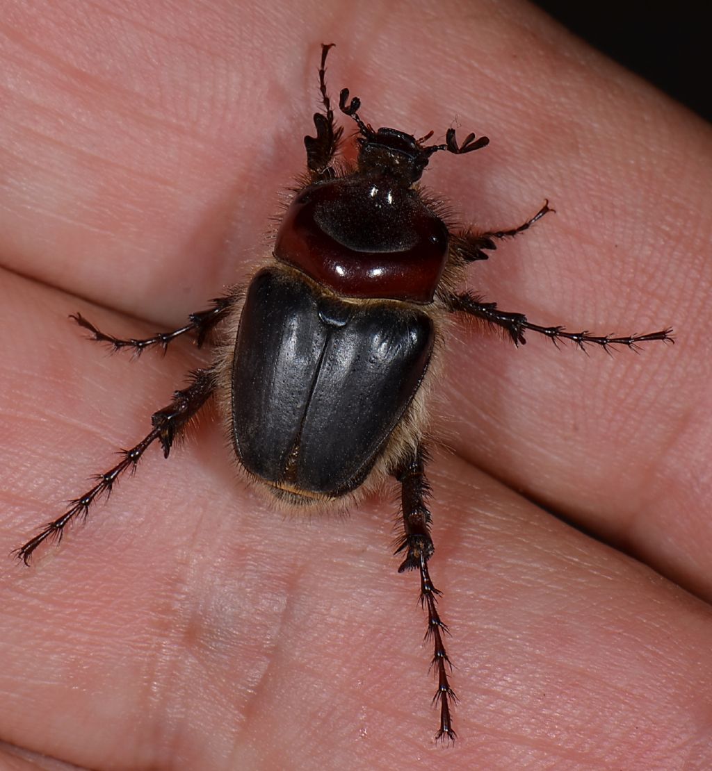 Melolontha sardiniensis? no, maschio Pachypus sardiniensis