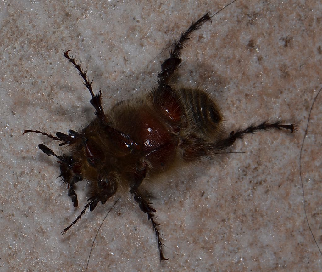 Melolontha sardiniensis? no, maschio Pachypus sardiniensis