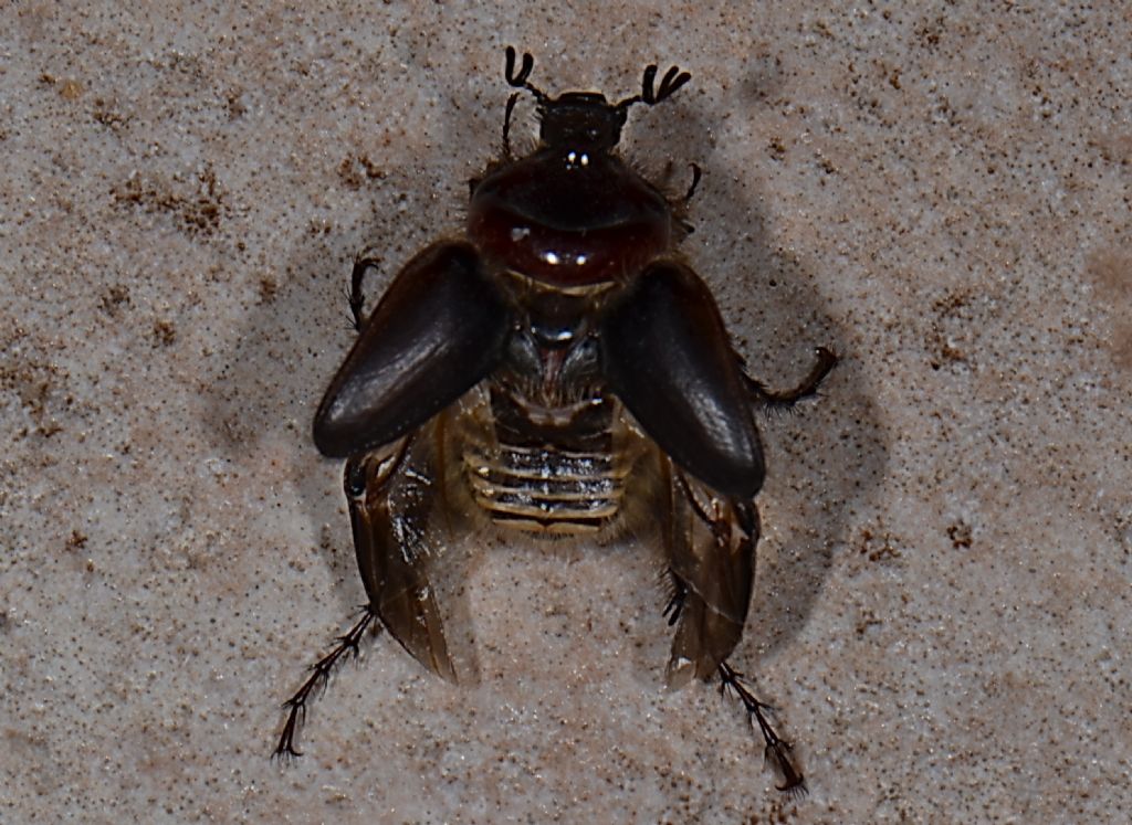 Melolontha sardiniensis? no, maschio Pachypus sardiniensis