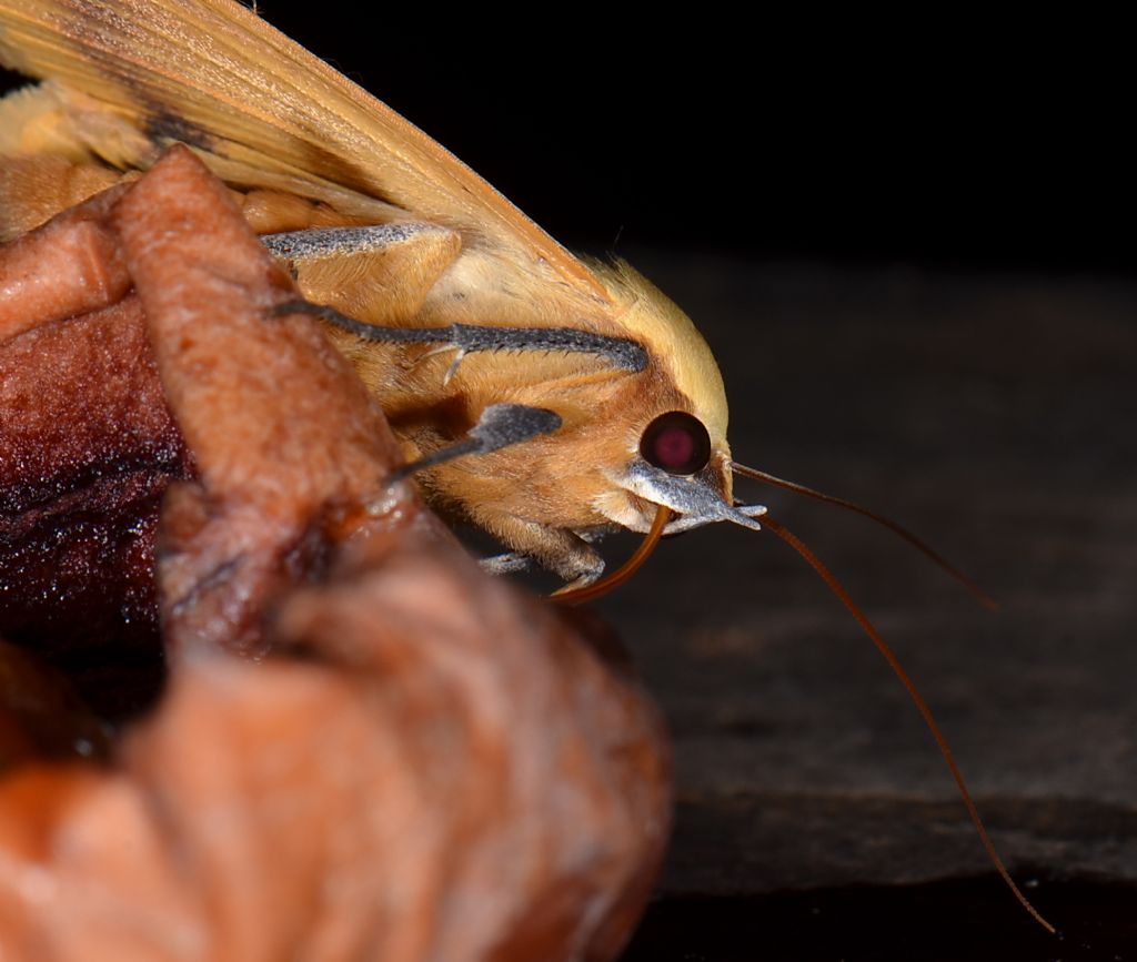 Riconoscimento falena - Ophiusa tirhaca