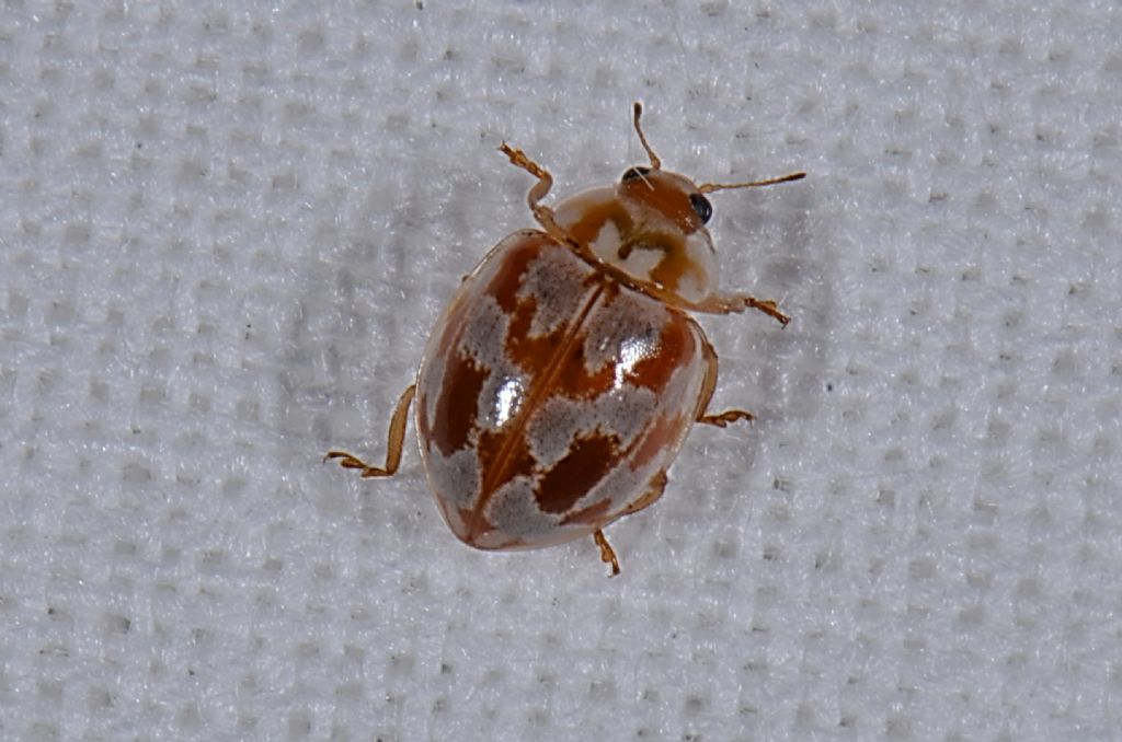 Riconoscimento Coccinellidae: Myrrha octodecimguttata