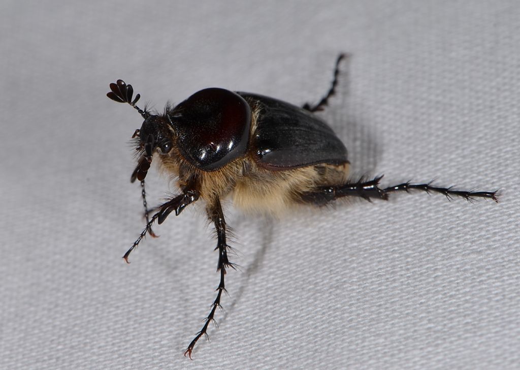 Melolontha sardiniensis? no, maschio Pachypus sardiniensis