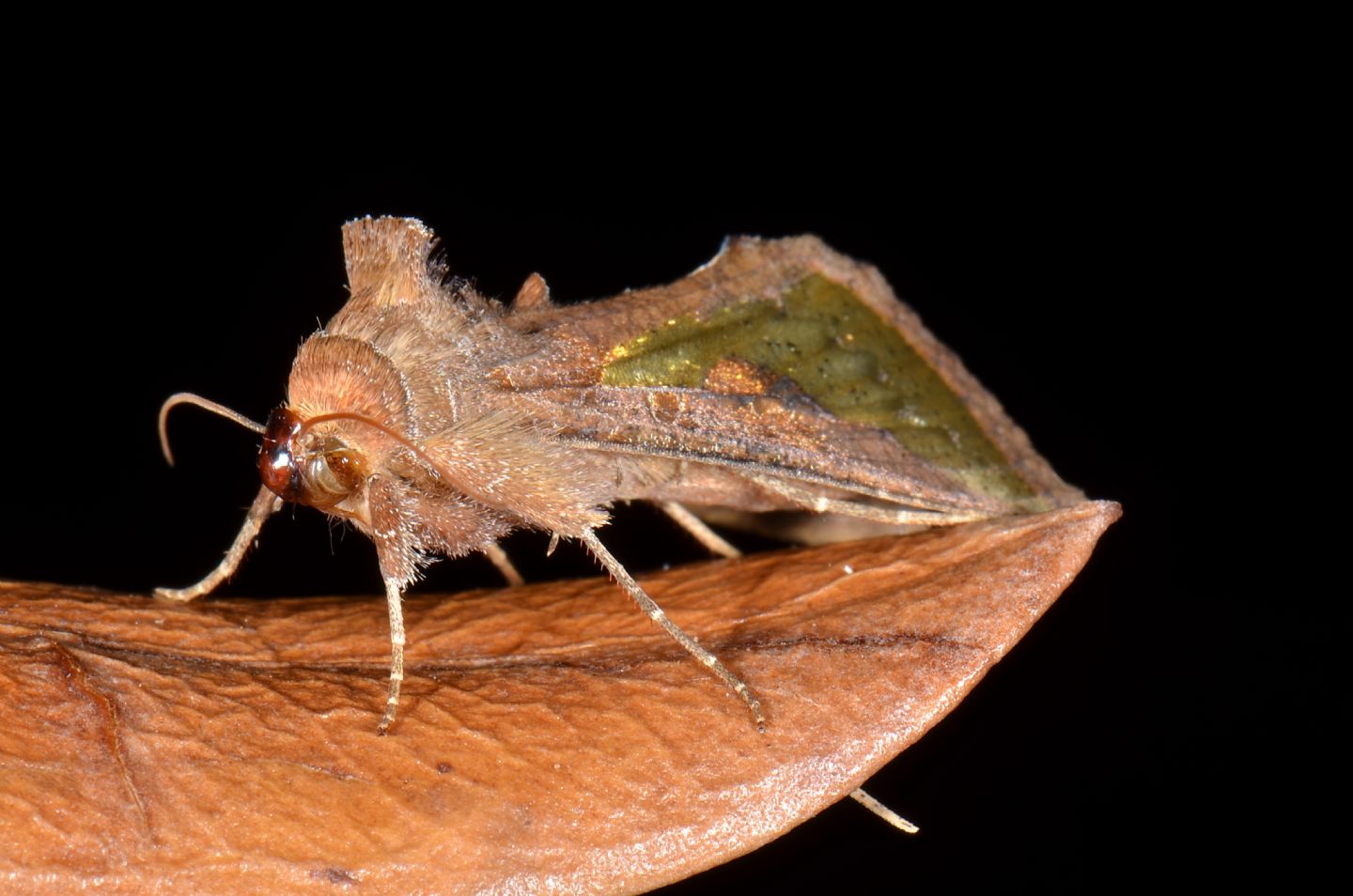Riconoscimento Noctuidae