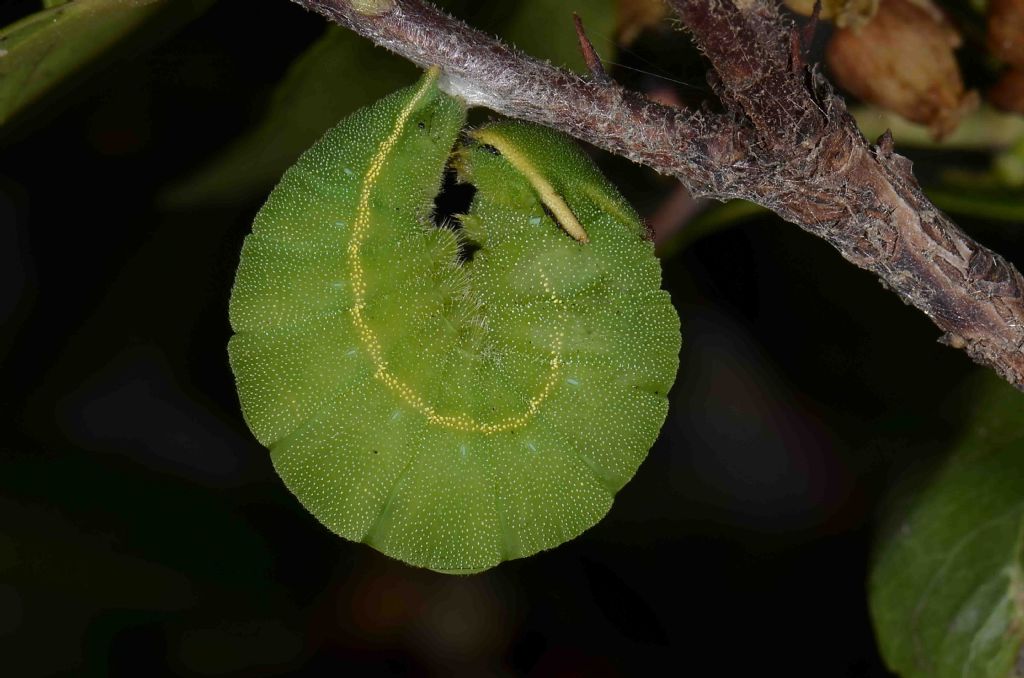 Ninfosi Charaxes jasius