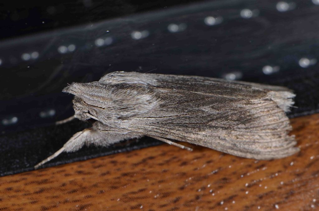 Cucullia calendulae, Noctuidae