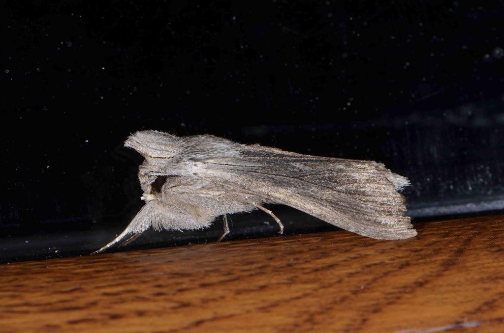 Cucullia calendulae, Noctuidae
