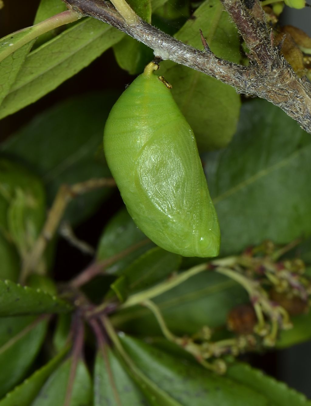 Ninfosi Charaxes jasius