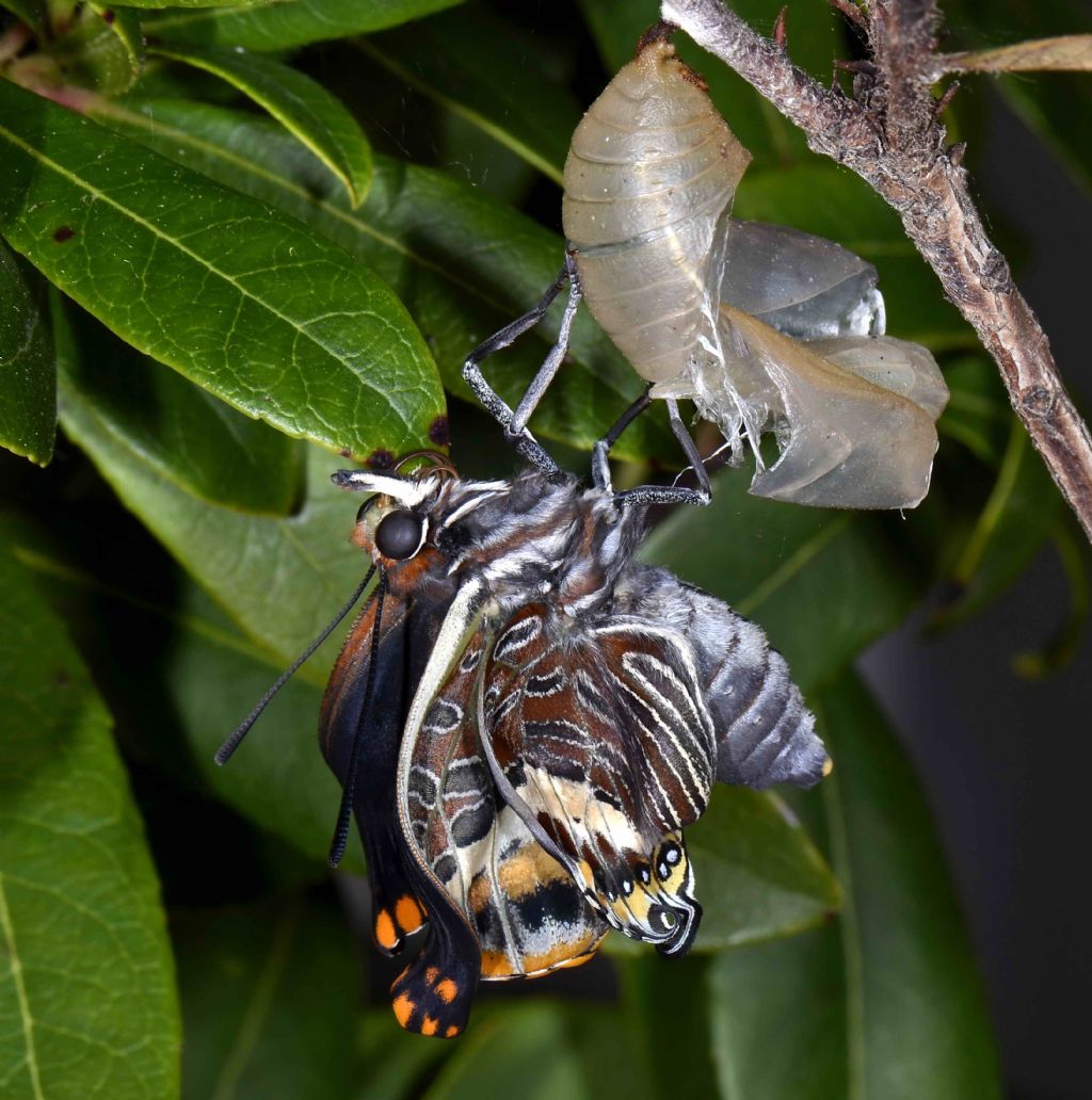 Ninfosi Charaxes jasius