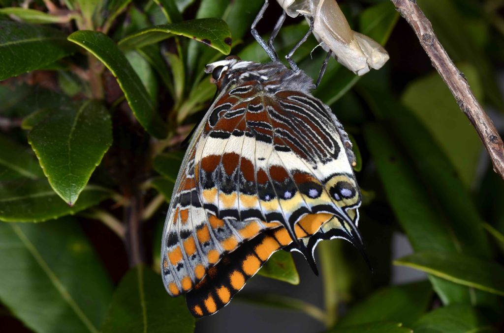 Ninfosi Charaxes jasius