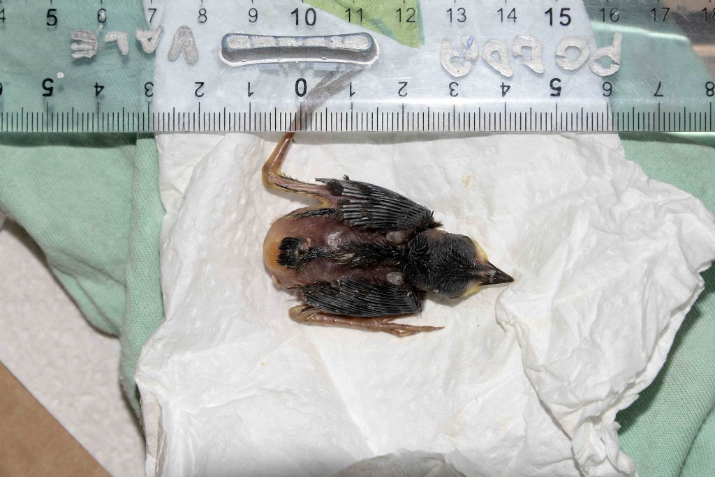 Riconoscimento pullo