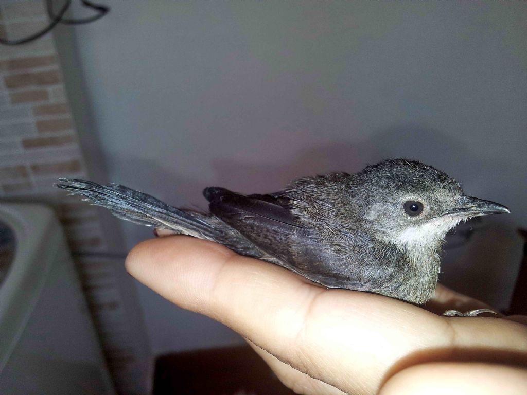 Riconoscimento pullo