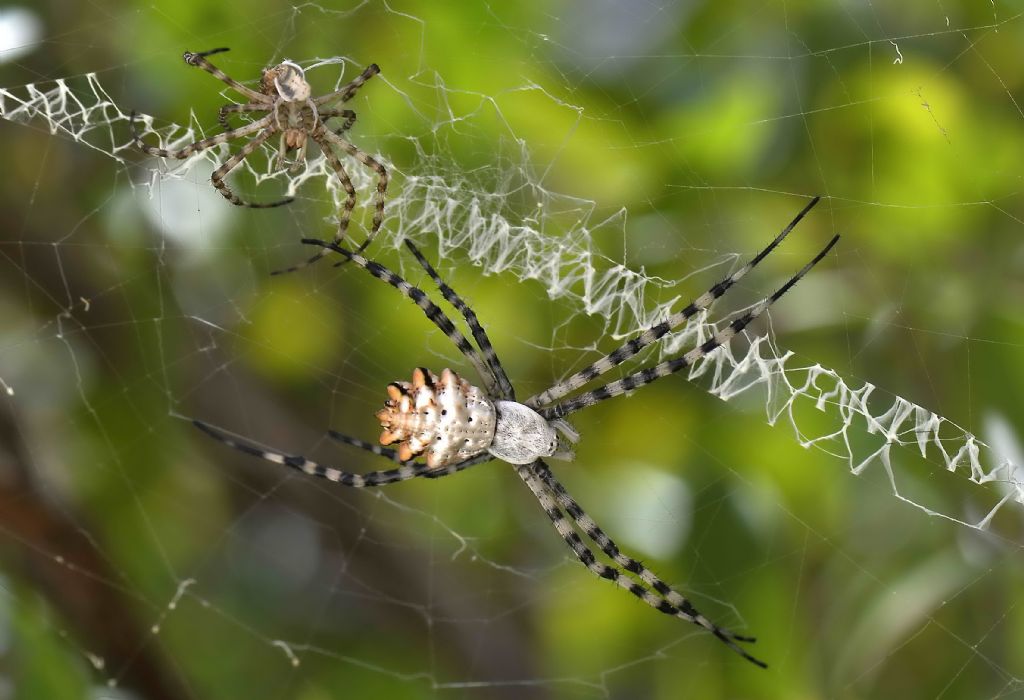Muta Argiope lobata - cagliari