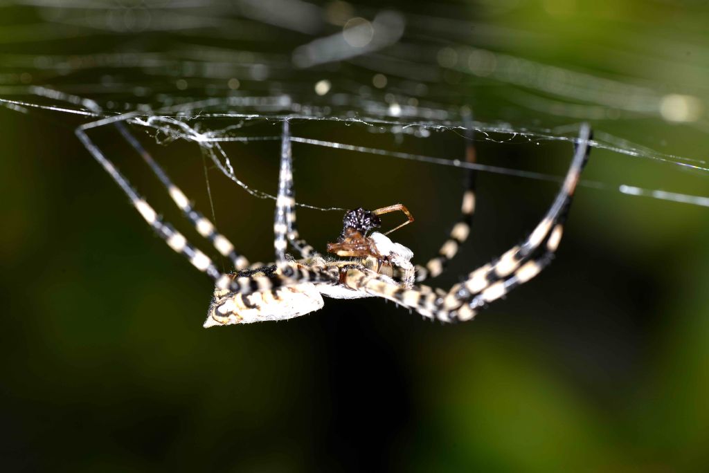 Muta Argiope lobata - cagliari