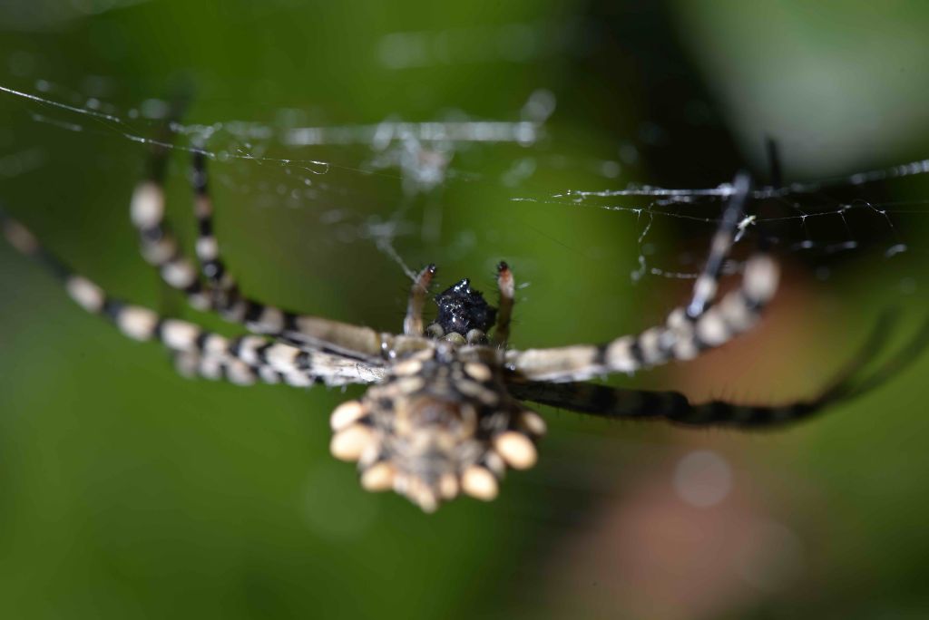Muta Argiope lobata - cagliari