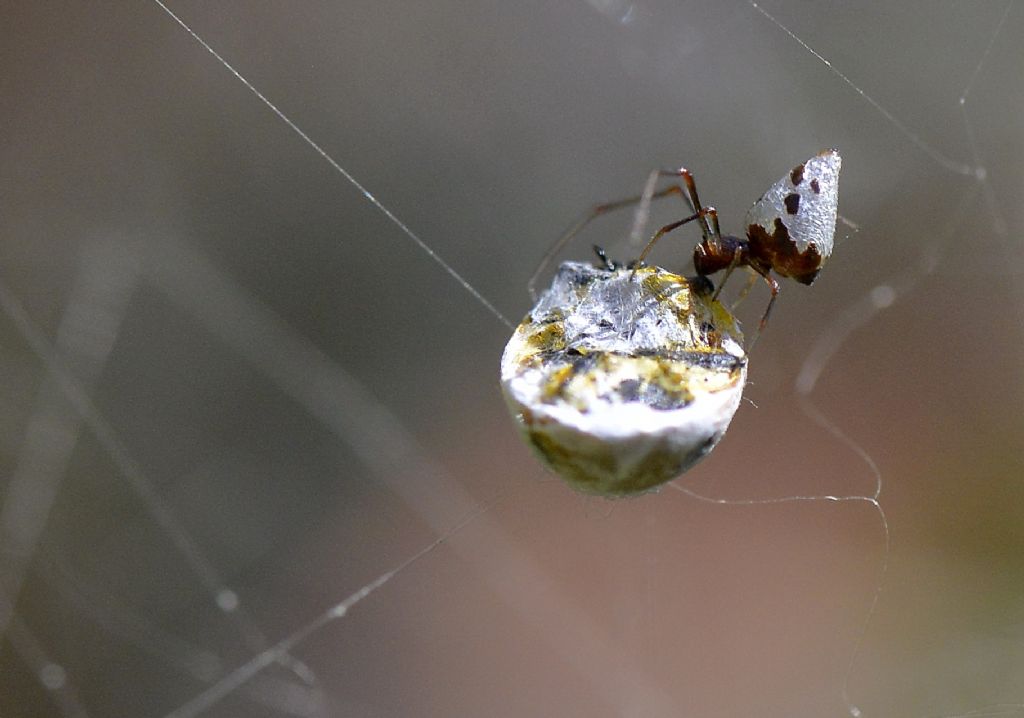 Argyrodes sp. ospite di Cyrtophora citricola - Cagliari