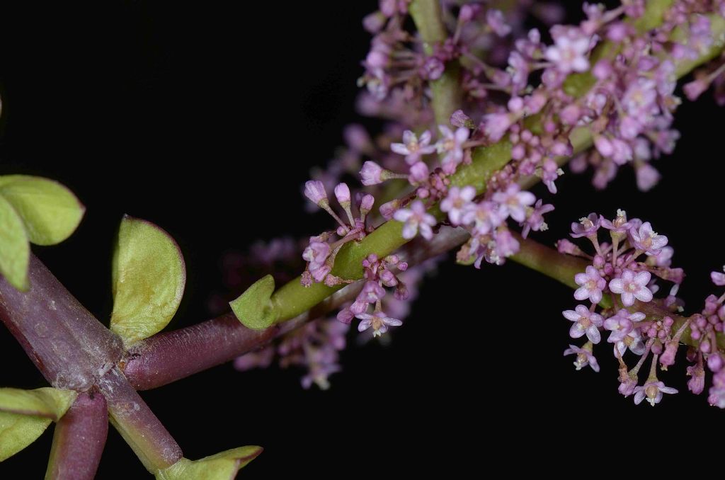 Portulacaria afra