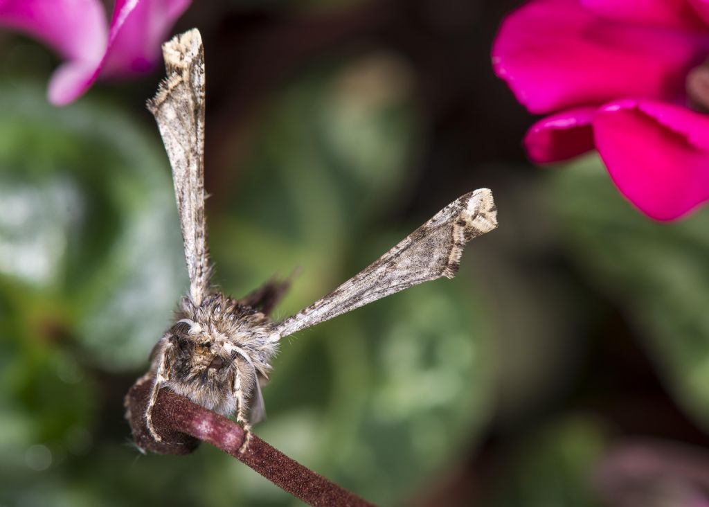 Riconoscimento falena - Apochima flabellaria