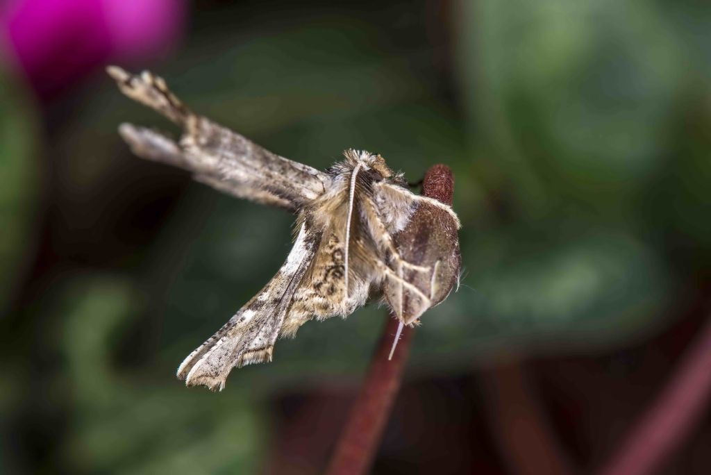 Riconoscimento falena - Apochima flabellaria