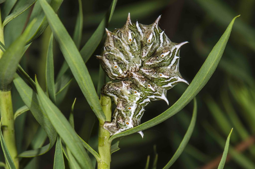 Riconoscimento falena - Apochima flabellaria