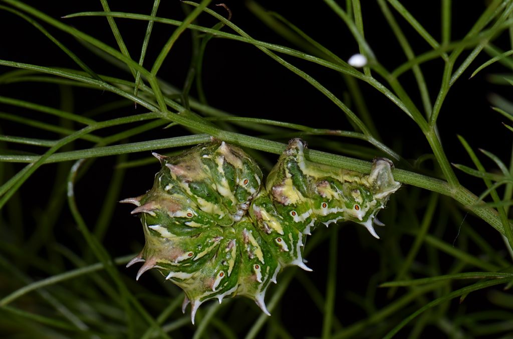 Riconoscimento falena - Apochima flabellaria