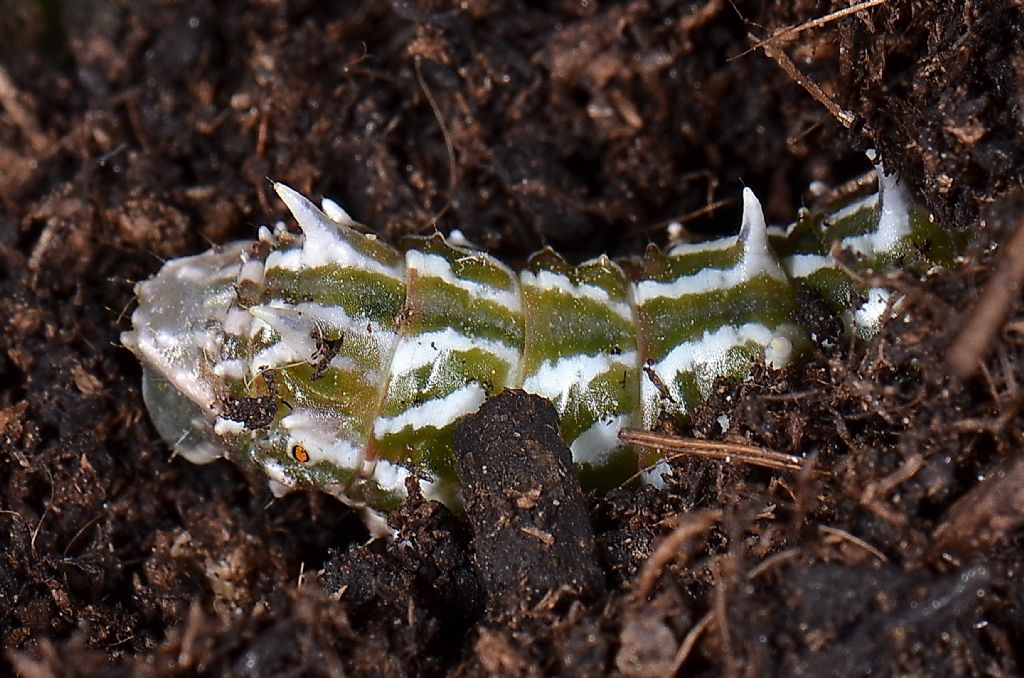 Riconoscimento falena - Apochima flabellaria