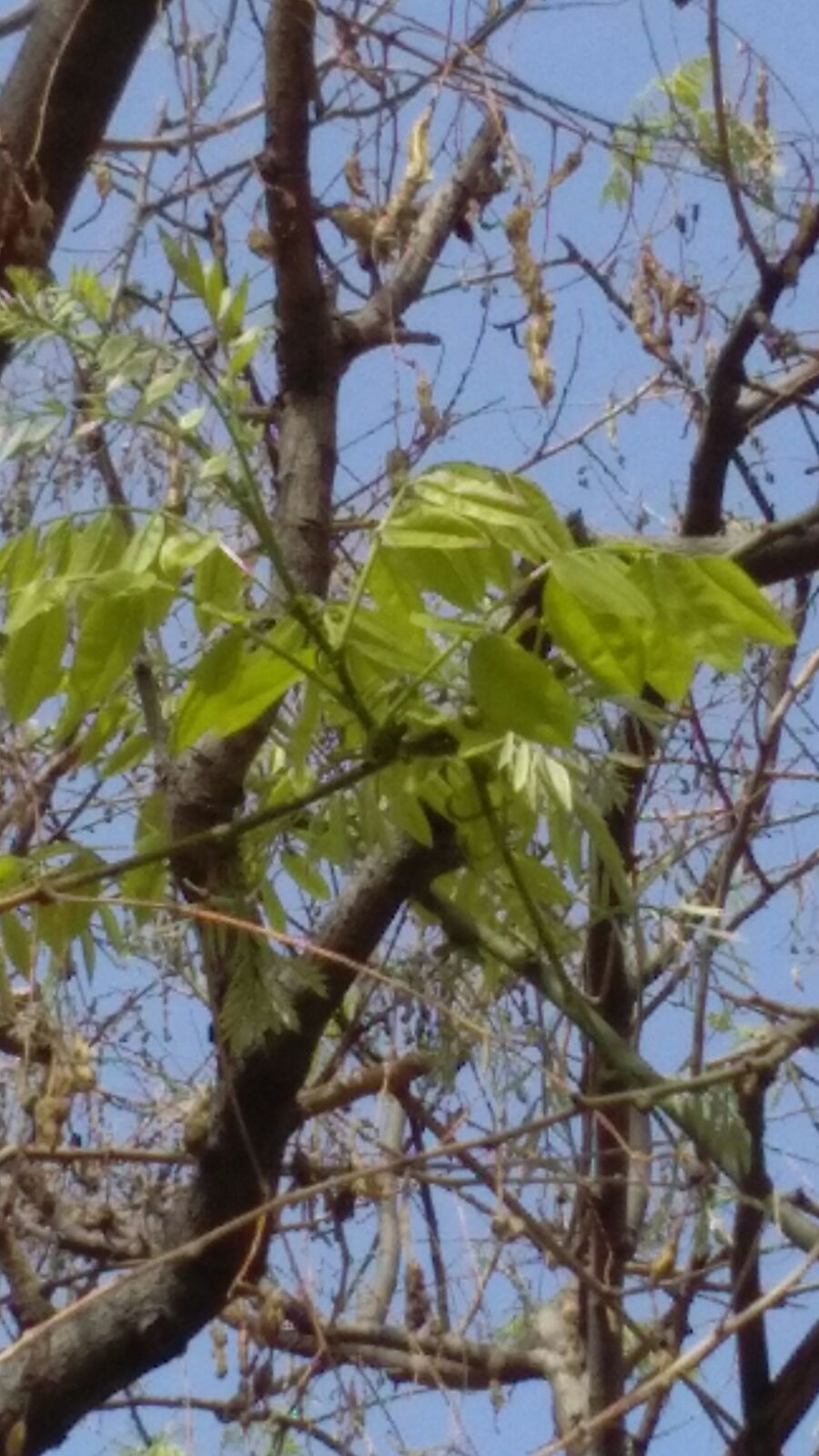 Sophora japonica (=Styphnolobium japonicum)