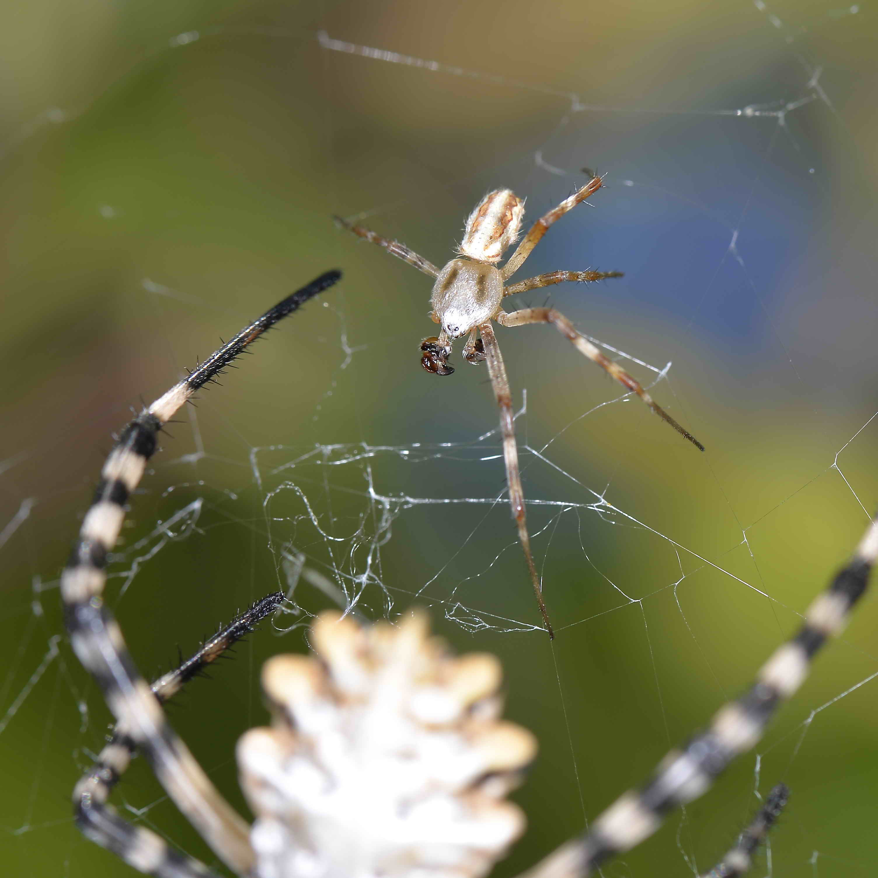Muta Argiope lobata - cagliari