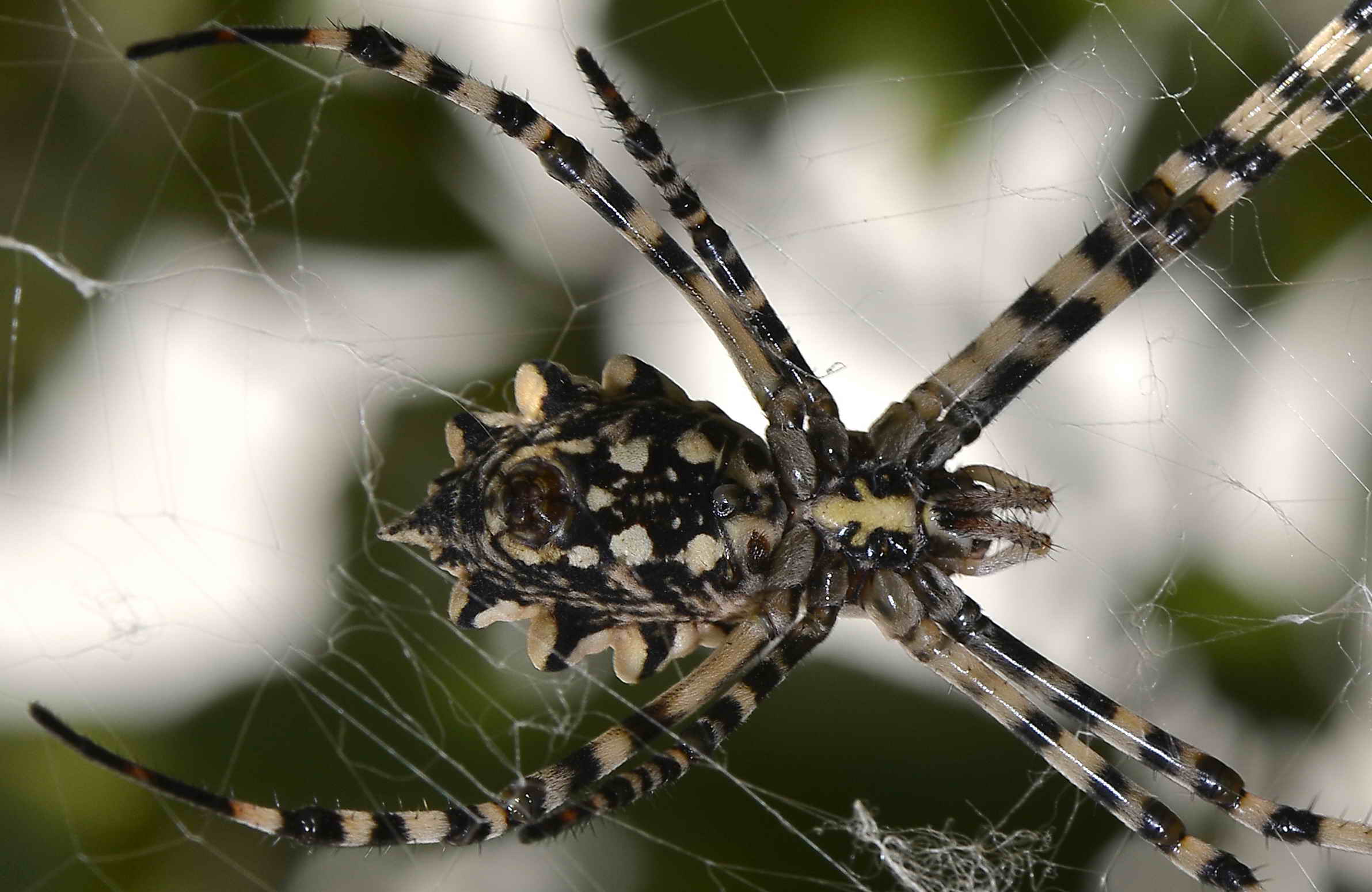 Muta Argiope lobata - cagliari