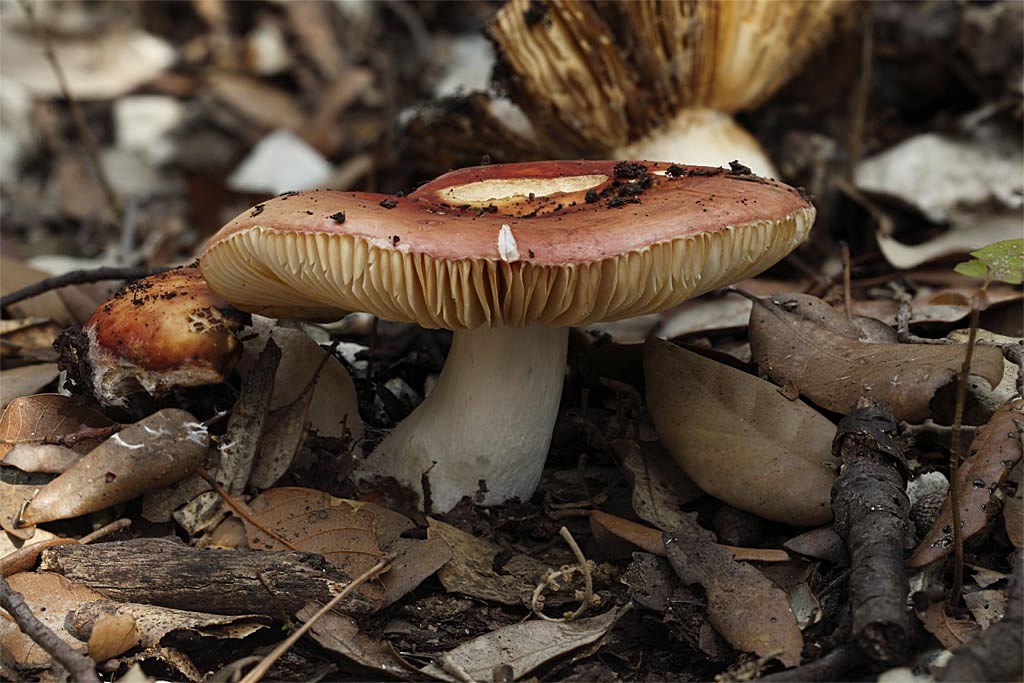 Russula da determinare