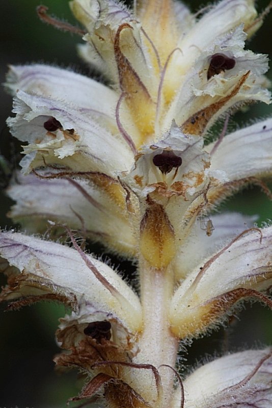 Orobanche da determinare